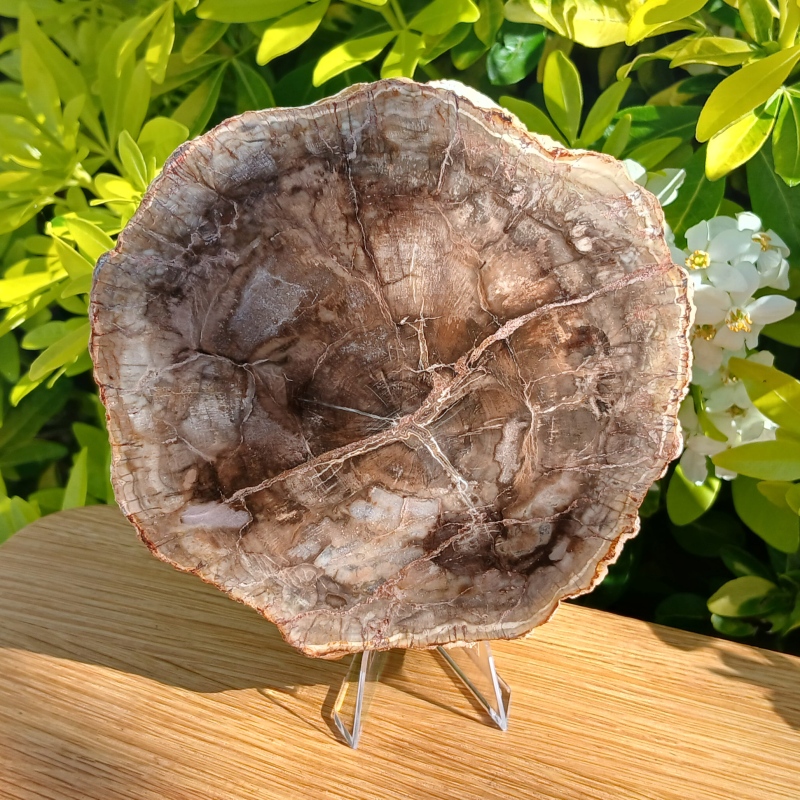 Petrified Wood Slice - Item A