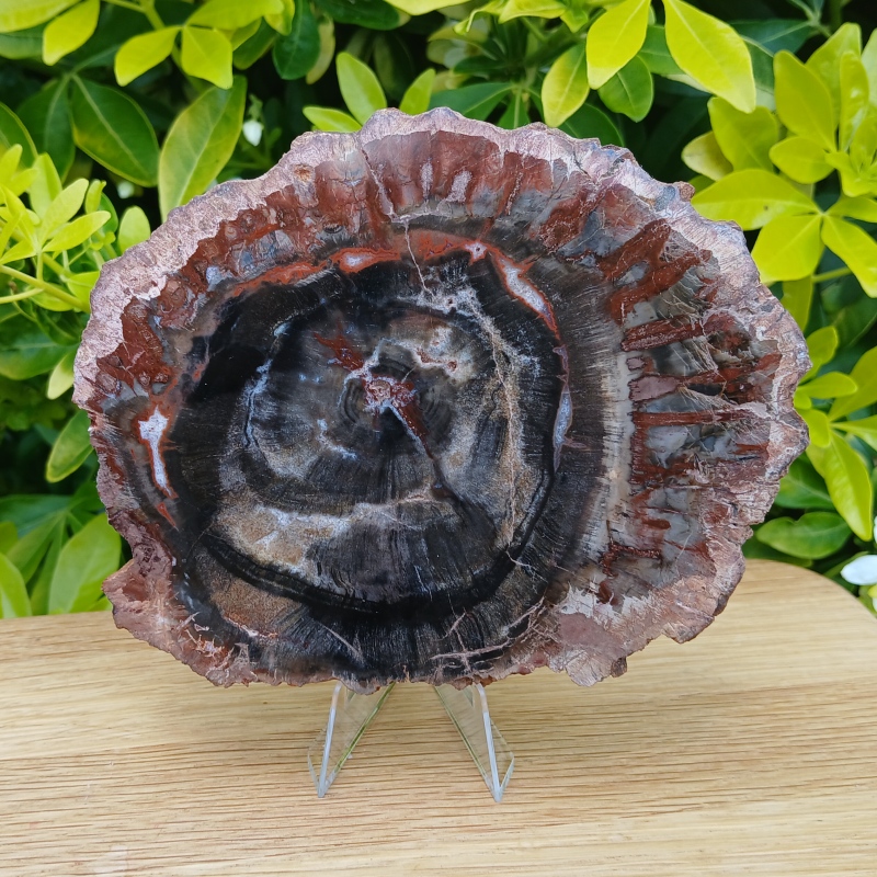 Petrified Wood Slice - Item B