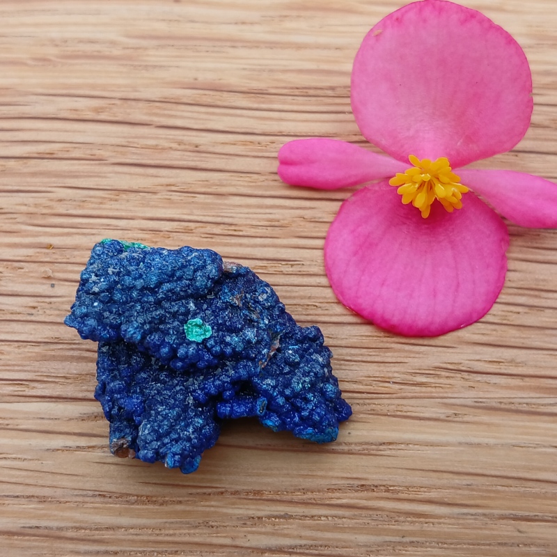 Blue mineral specimen beside a pink flower on wood