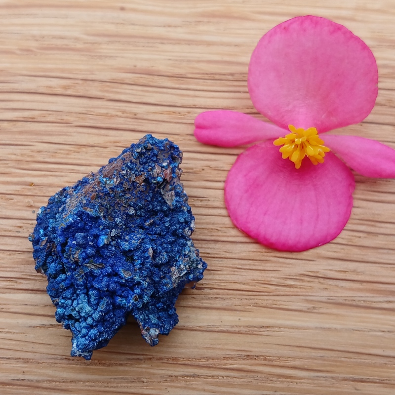 Blue mineral specimen beside a pink flower