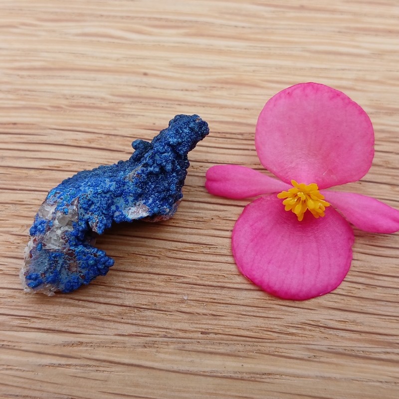 Blue mineral specimen beside a pink flower